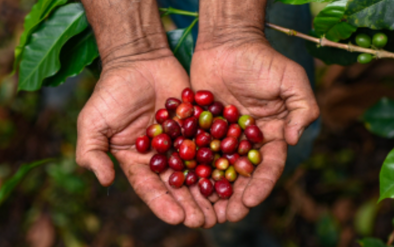 Roasted Cedar Coffee Beans – Cedar Coffee Company Roasted Cedar Coffee Beans – Cedar Coffee Company