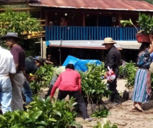 Guatemala: Flor de Maiz