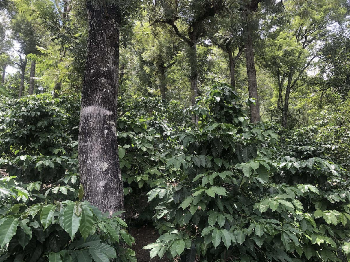 Guatemala: Huehuetenango