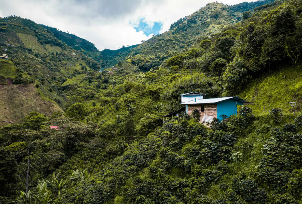 Columbia: Tolima Decaf